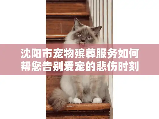 沈阳市宠物殡葬服务如何帮您告别爱宠的悲伤时刻？