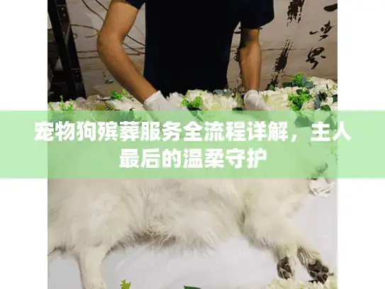 宠物狗殡葬服务全流程详解，主人最后的温柔守护