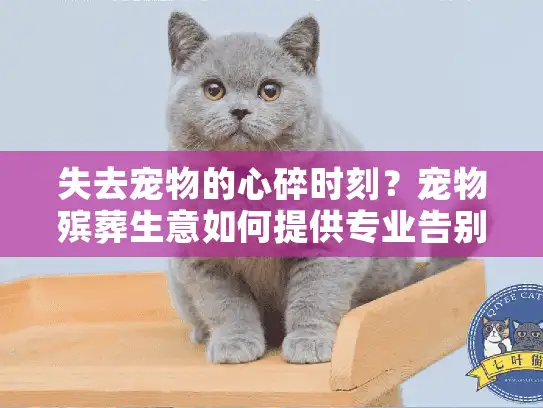 失去宠物的心碎时刻？宠物殡葬生意如何提供专业告别服务