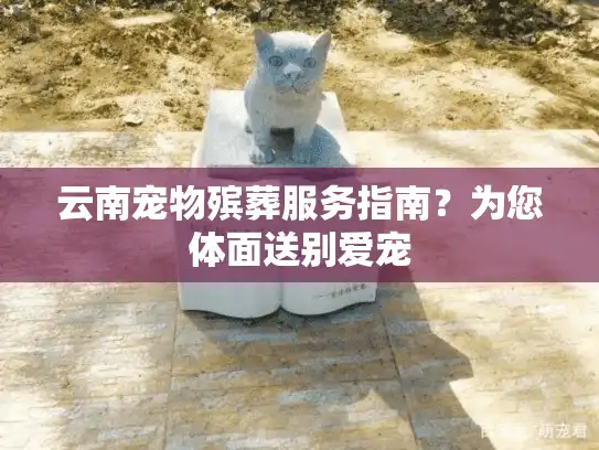 云南宠物殡葬服务指南？为您体面送别爱宠