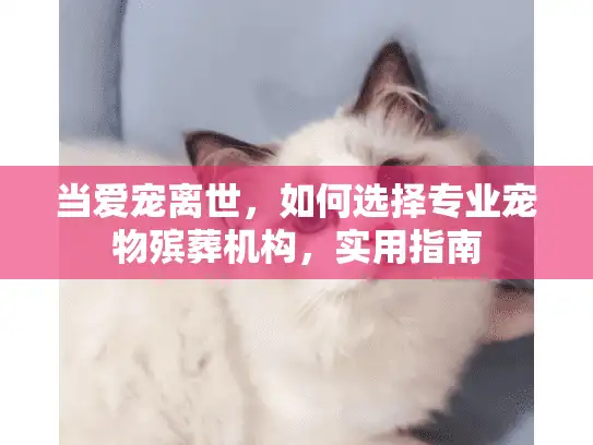 当爱宠离世，如何选择专业宠物殡葬机构，实用指南