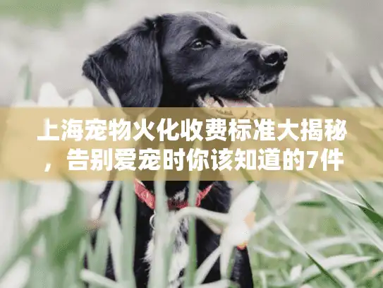 上海宠物火化收费标准大揭秘，告别爱宠时你该知道的7件事