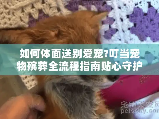 如何体面送别爱宠?叮当宠物殡葬全流程指南贴心守护最后旅程