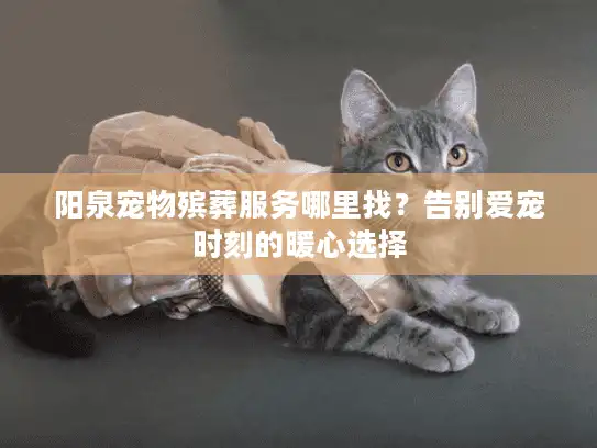 阳泉宠物殡葬服务哪里找？告别爱宠时刻的暖心选择