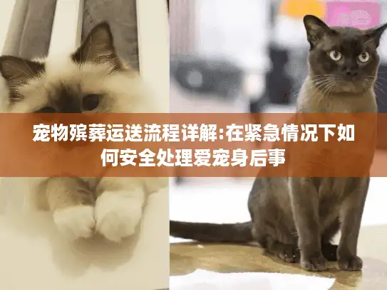 宠物殡葬运送流程详解:在紧急情况下如何安全处理爱宠身后事