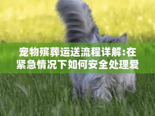 宠物殡葬运送流程详解:在紧急情况下如何安全处理爱宠身后事