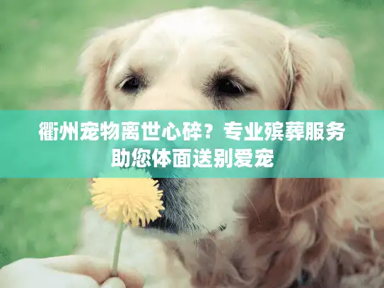 衢州宠物离世心碎？专业殡葬服务助您体面送别爱宠