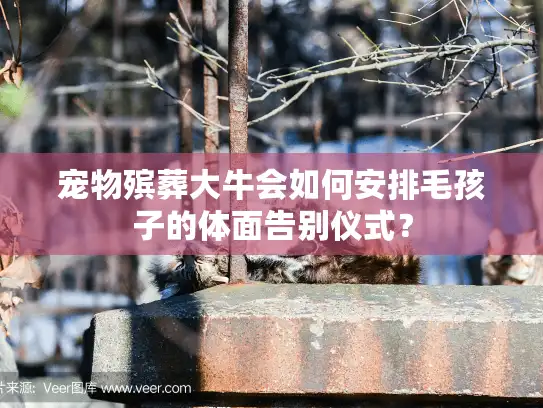 宠物殡葬大牛会如何安排毛孩子的体面告别仪式？