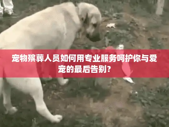 宠物殡葬人员如何用专业服务呵护你与爱宠的最后告别？
