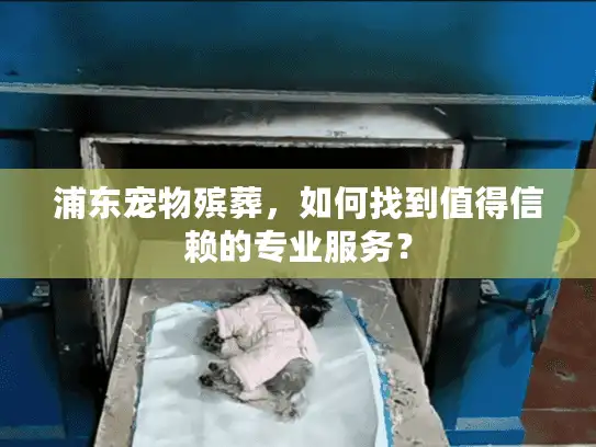 浦东宠物殡葬，如何找到值得信赖的专业服务？