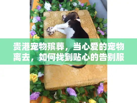 贵港宠物殡葬，当心爱的宠物离去，如何找到贴心的告别服务？