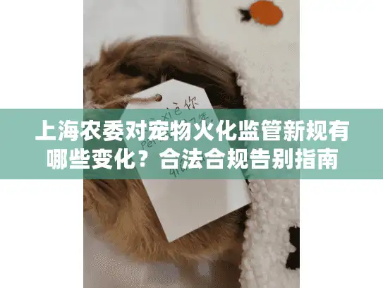上海农委对宠物火化监管新规有哪些变化？合法合规告别指南