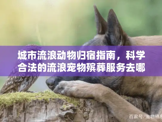 城市流浪动物归宿指南，科学合法的流浪宠物殡葬服务去哪里找？