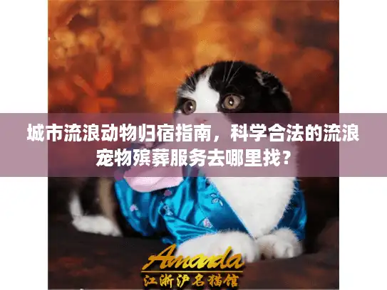 城市流浪动物归宿指南，科学合法的流浪宠物殡葬服务去哪里找？