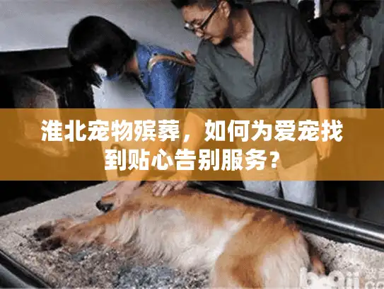 淮北宠物殡葬，如何为爱宠找到贴心告别服务？