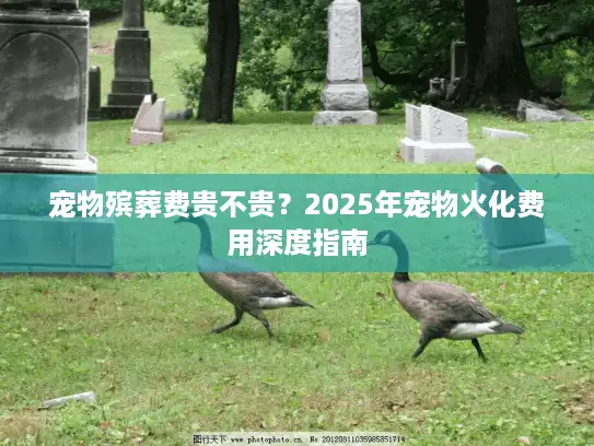 宠物殡葬费贵不贵？2025年宠物火化费用深度指南