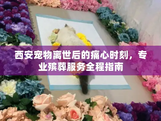西安宠物离世后的痛心时刻，专业殡葬服务全程指南