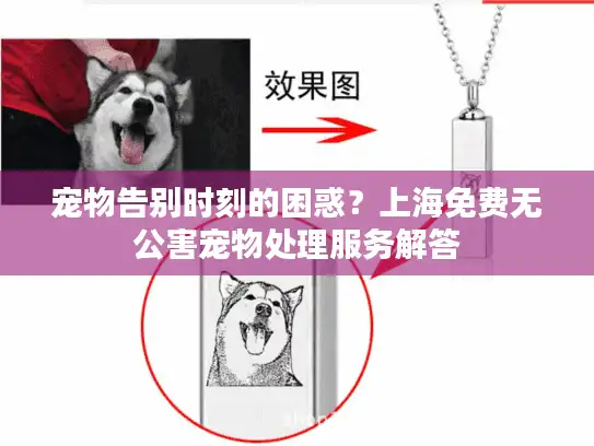 宠物告别时刻的困惑？上海免费无公害宠物处理服务解答