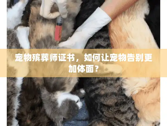 宠物殡葬师证书，如何让宠物告别更加体面？