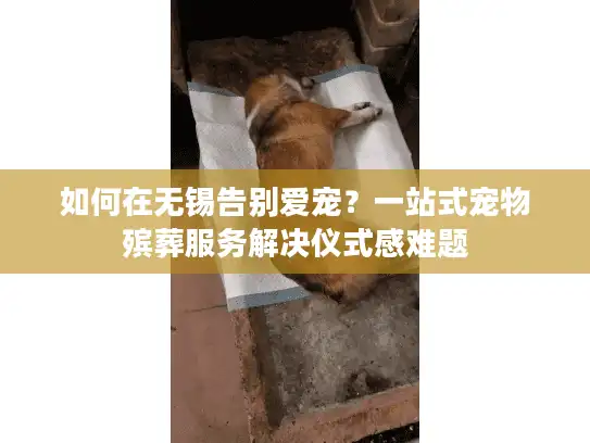 如何在无锡告别爱宠？一站式宠物殡葬服务解决仪式感难题