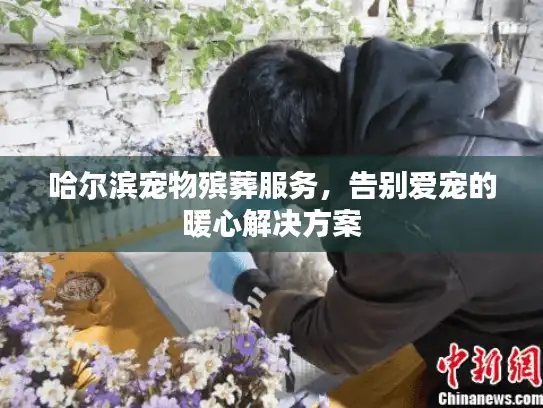 哈尔滨宠物殡葬服务，告别爱宠的暖心解决方案