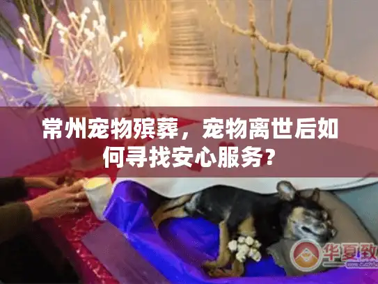 常州宠物殡葬，宠物离世后如何寻找安心服务？