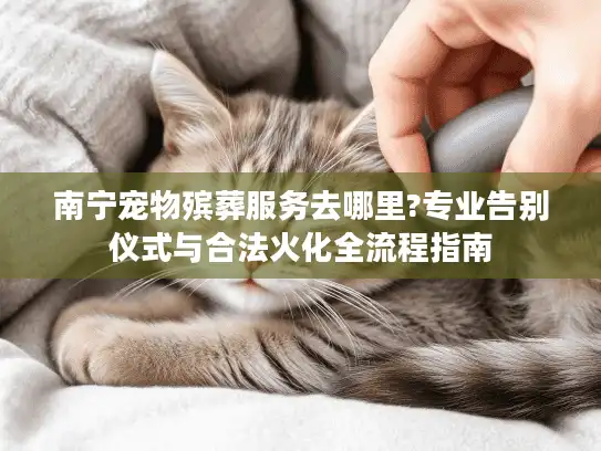 南宁宠物殡葬服务去哪里?专业告别仪式与合法火化全流程指南