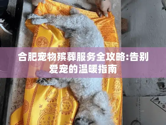 合肥宠物殡葬服务全攻略:告别爱宠的温暖指南