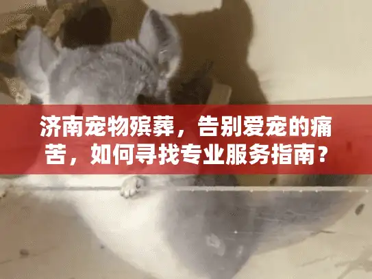 济南宠物殡葬，告别爱宠的痛苦，如何寻找专业服务指南？