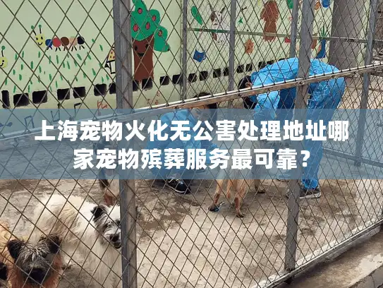 上海宠物火化无公害处理地址哪家宠物殡葬服务最可靠？