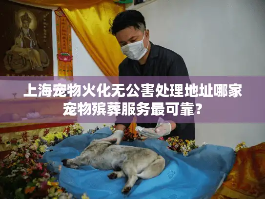 上海宠物火化无公害处理地址哪家宠物殡葬服务最可靠？