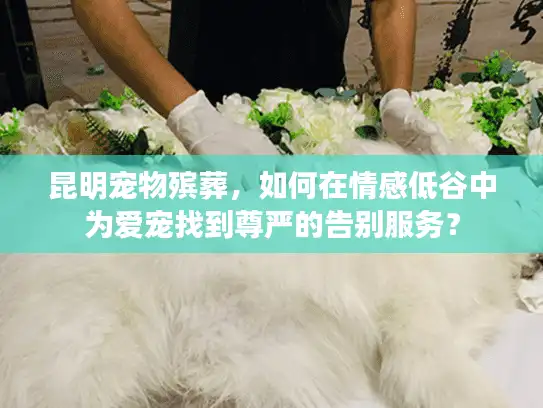 昆明宠物殡葬，如何在情感低谷中为爱宠找到尊严的告别服务？