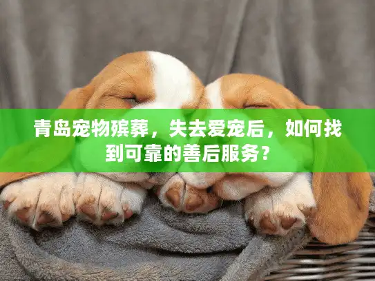 青岛宠物殡葬，失去爱宠后，如何找到可靠的善后服务？