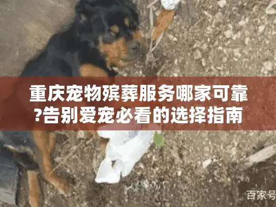 重庆宠物殡葬服务哪家可靠?告别爱宠必看的选择指南