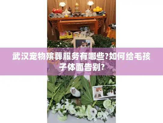 武汉宠物殡葬服务有哪些?如何给毛孩子体面告别?