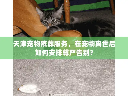 天津宠物殡葬服务，在宠物离世后如何安排尊严告别？