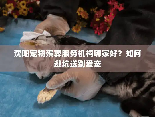 沈阳宠物殡葬服务机构哪家好？如何避坑送别爱宠