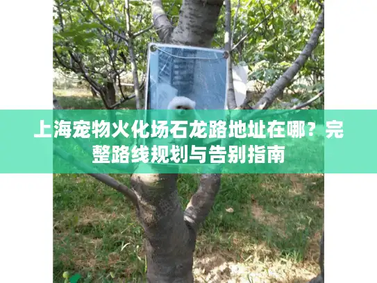 上海宠物火化场石龙路地址在哪？完整路线规划与告别指南