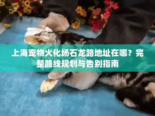 上海宠物火化场石龙路地址在哪？完整路线规划与告别指南