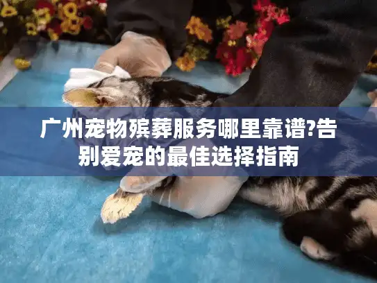 广州宠物殡葬服务哪里靠谱?告别爱宠的最佳选择指南