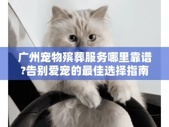 广州宠物殡葬服务哪里靠谱?告别爱宠的最佳选择指南