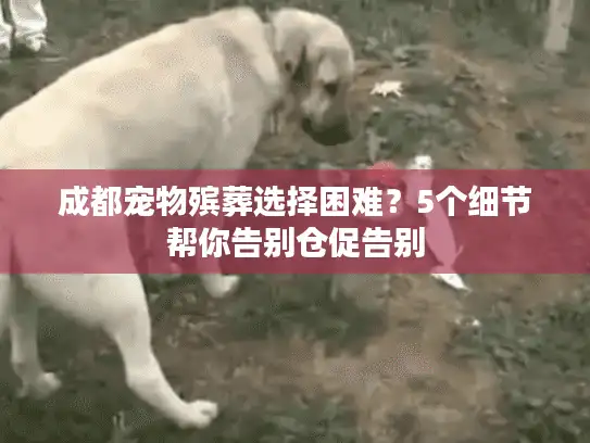 成都宠物殡葬选择困难？5个细节帮你告别仓促告别