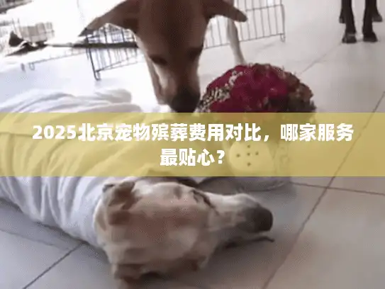 2025北京宠物殡葬费用对比，哪家服务最贴心？