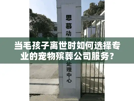 当毛孩子离世时如何选择专业的宠物殡葬公司服务？