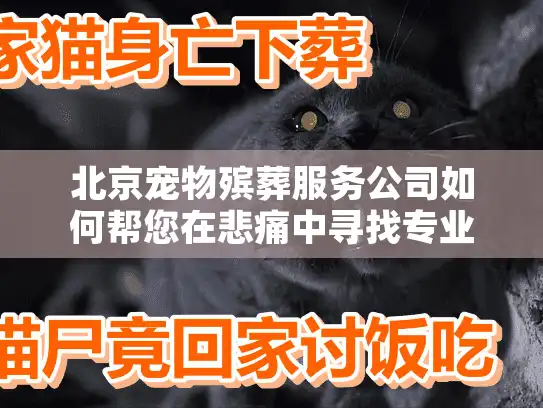 北京宠物殡葬服务公司如何帮您在悲痛中寻找专业告别？
