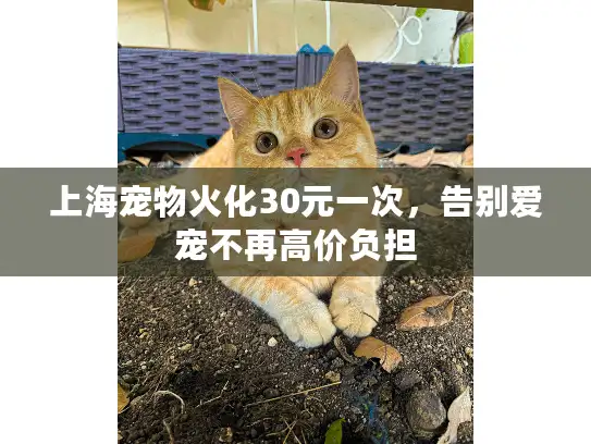 上海宠物火化30元一次，告别爱宠不再高价负担