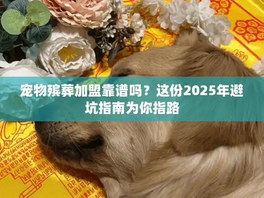宠物殡葬加盟靠谱吗？这份2025年避坑指南为你指路