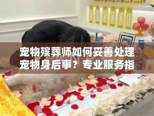 宠物殡葬师如何妥善处理宠物身后事？专业服务指南全解析