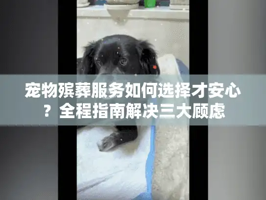 宠物殡葬服务如何选择才安心？全程指南解决三大顾虑