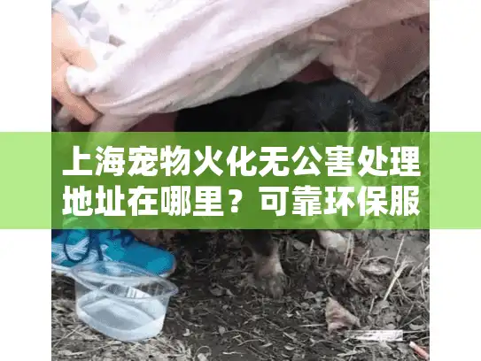 上海宠物火化无公害处理地址在哪里？可靠环保服务机构推荐